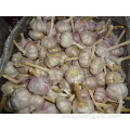 Normal White Garlic Fresh Crop 2019